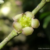 Euonymus walkeri Wight